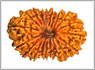 21 face rudraksha