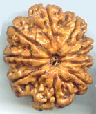 nine face rudraksha