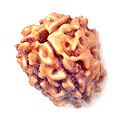3 face rudraksha bombay